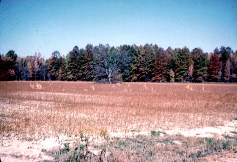 50s06-03