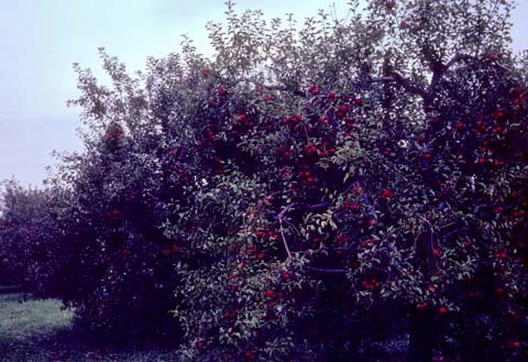 8108a-01